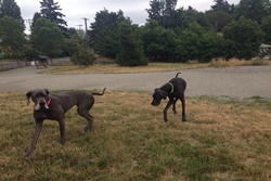 dog park in seattle