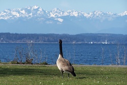 dog park in seattle