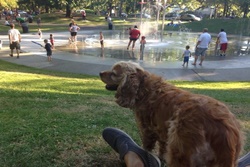 dog park in seattle