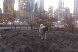 dog park in seattle