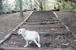 dog park in seattle