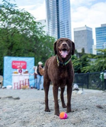 pet friendly in seattle